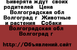  Биверята ждут  своих родителей › Цена ­ 10 000 - Волгоградская обл., Волгоград г. Животные и растения » Собаки   . Волгоградская обл.,Волгоград г.